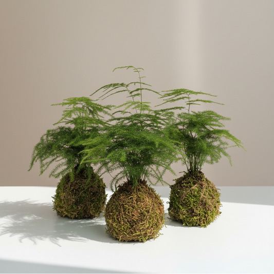 Asparagus Fern Kokedama: Asparagus setaceus - 4 inch Moss Ball