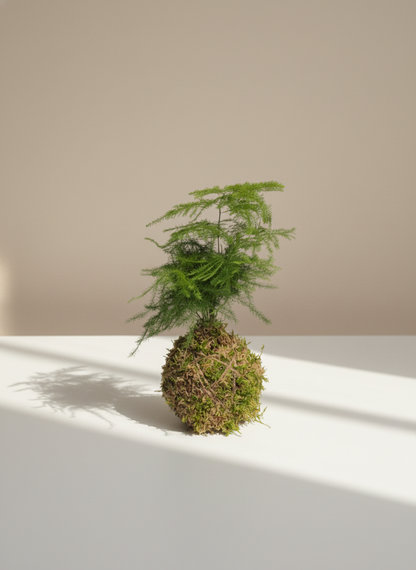 Asparagus Fern Kokedama: Asparagus setaceus - 4 inch Moss Ball