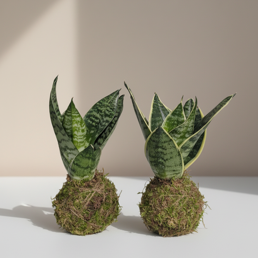 Birds Nest Snake Plant Kokedama: Sansevieria hahnii - 4 inch Moss Ball