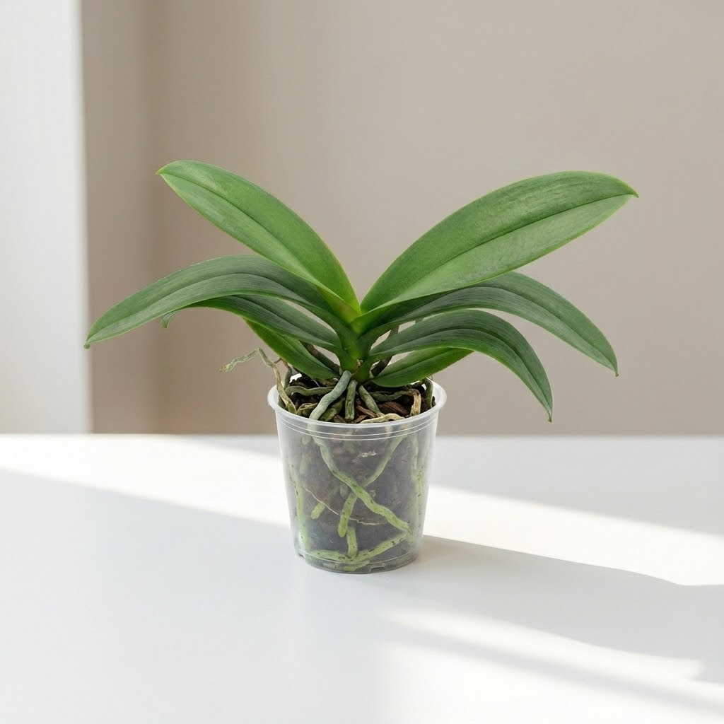 Flowerless Moth Orchid: Phalaenopsis - 5 inch pot