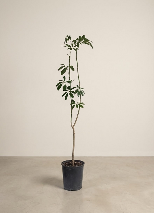 Specimen Umbrella Tree: Schefflera arboricola - 10 inch pot - 4.5-5 foot tall