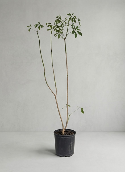 Specimen Umbrella Tree: Schefflera arboricola - 10 inch pot - 4.5-5 foot tall