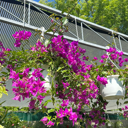 Paperflower (Bougainvillea glabra Caryophyllales) in a 10 inch pot. Indoor plant for sale by Promise Supply for delivery and pickup in Toronto