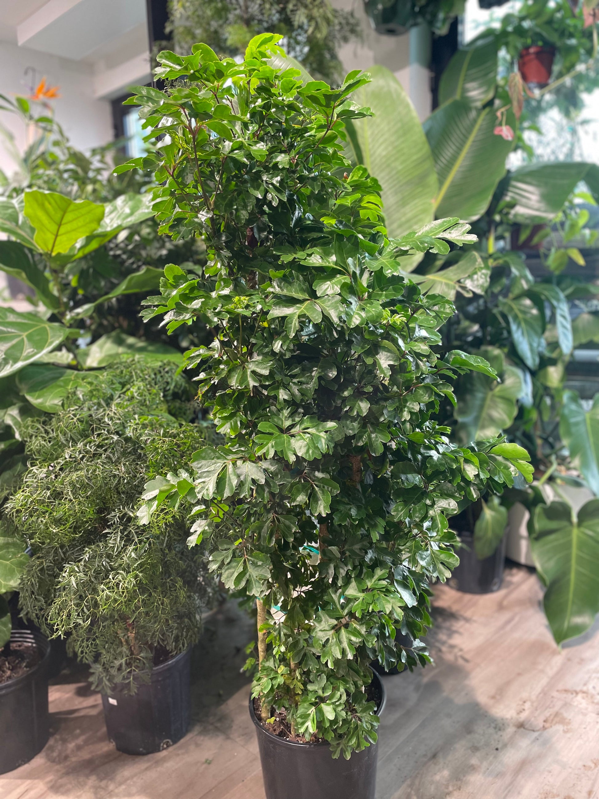 Aralia 'Jamaica' (Polyscias) in a 10 inch pot. Indoor plant for sale by Promise Supply for delivery and pickup in Toronto