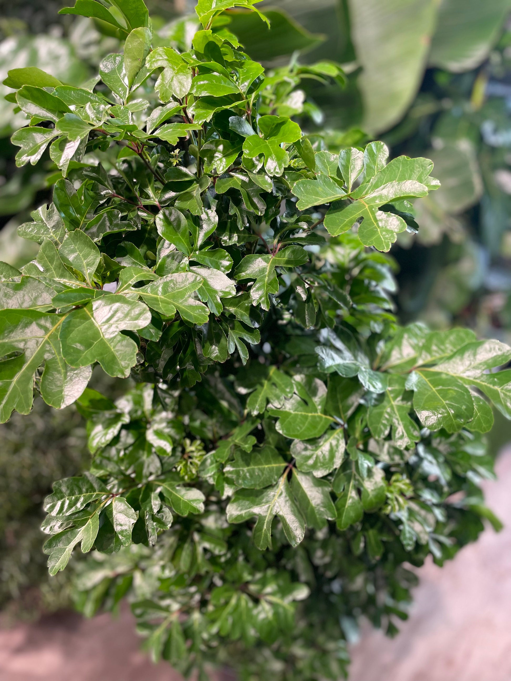 Ming Aralia (Polyscias fruticosa) in a 10 inch pot. Indoor plant for sale by Promise Supply for delivery and pickup in Toronto