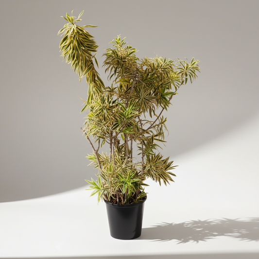 Song of India Cane: Dracaena reflexa - 14 inch pot - 5.5-6 foot tall