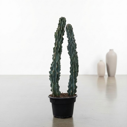 Monstrous Cactus: Cereus peruvianus monstrose - 12 inch pot - 3-4 foot tall