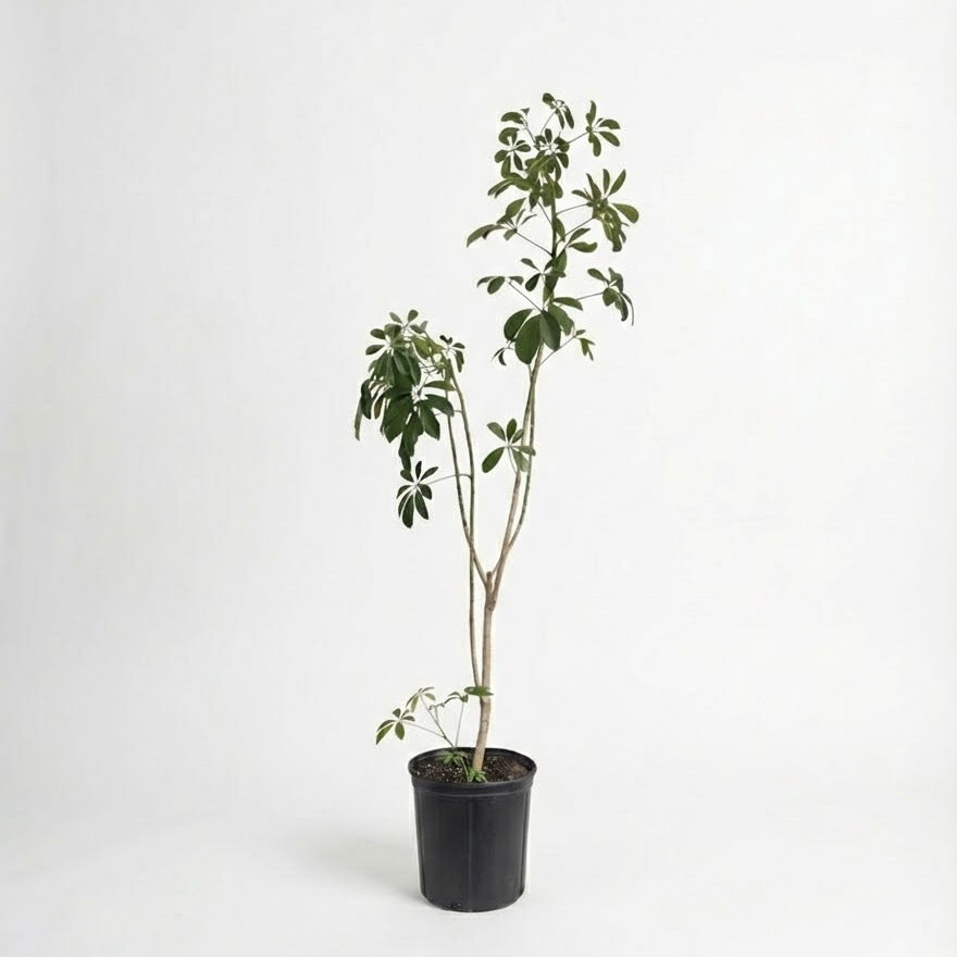 Specimen Umbrella Tree: Schefflera arboricola - 10 inch pot - 4.5-5 foot tall
