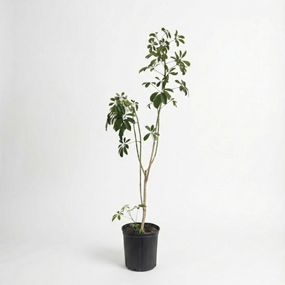 Specimen Umbrella Tree: Schefflera arboricola - 10 inch pot - 4.5-5 foot tall