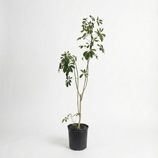 Specimen Umbrella Tree: Schefflera arboricola - 10 inch pot - 4.5-5 foot tall