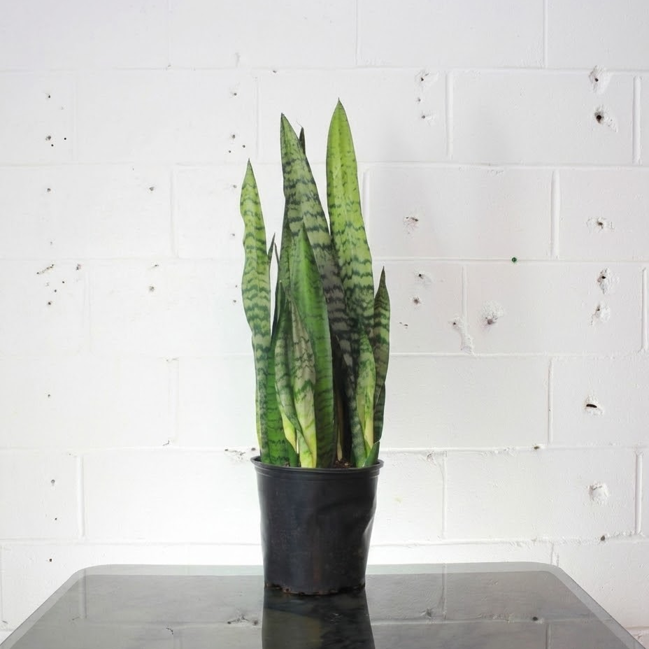 Green Snake Plant: Sansevieria trifasciata 'Zeylanica' - 8 inch pot — indoor plant — indoor plant for sale by Promise Supply for delivery and pickup in Toronto.