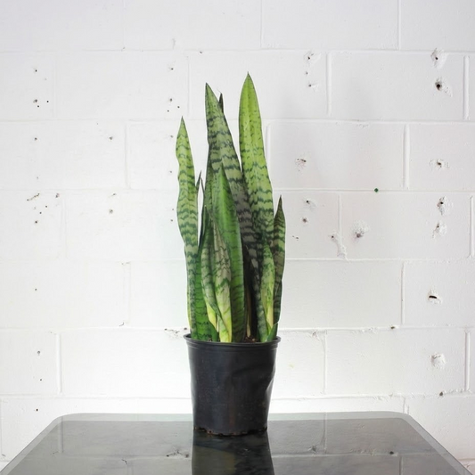 Green Snake Plant: Sansevieria trifasciata 'Zeylanica' - 8 inch pot — indoor plant — indoor plant for sale by Promise Supply for delivery and pickup in Toronto.