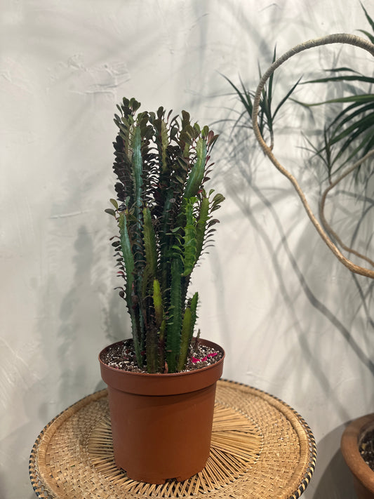 African Milk Tree, Spurge (Euphorbia trigona) in a 10 inch pot. Indoor plant for sale by Promise Supply for delivery and pickup in Toronto