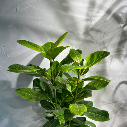 Yellow Gem Fig Bush (Ficus altissima) in a 10 inch pot. Indoor plant for sale by Promise Supply for delivery and pickup in Toronto