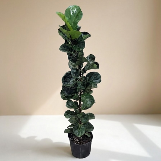 Small Fiddle Leaf Fig Column: Ficus lyrata 'Bambino' - 10 inch pot - 4.5-5 foot tall
