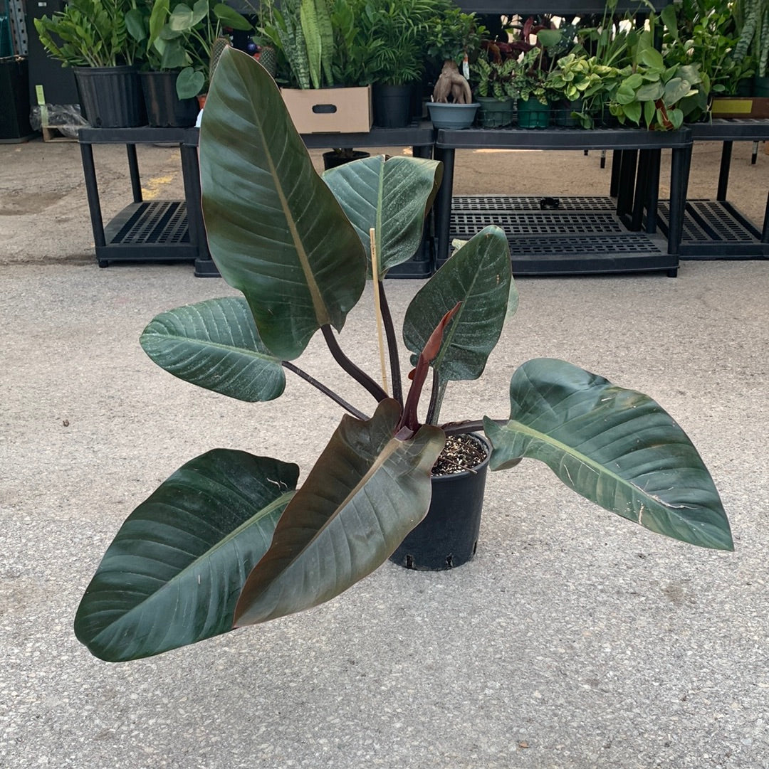 Congo Rojo (Philodendron) in a 8 inch pot. Indoor plant for sale by Promise Supply for delivery and pickup in Toronto