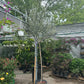 Olive Tree (Olea europaea) in a 21 inch pot. Indoor plant for sale by Promise Supply for delivery and pickup in Toronto