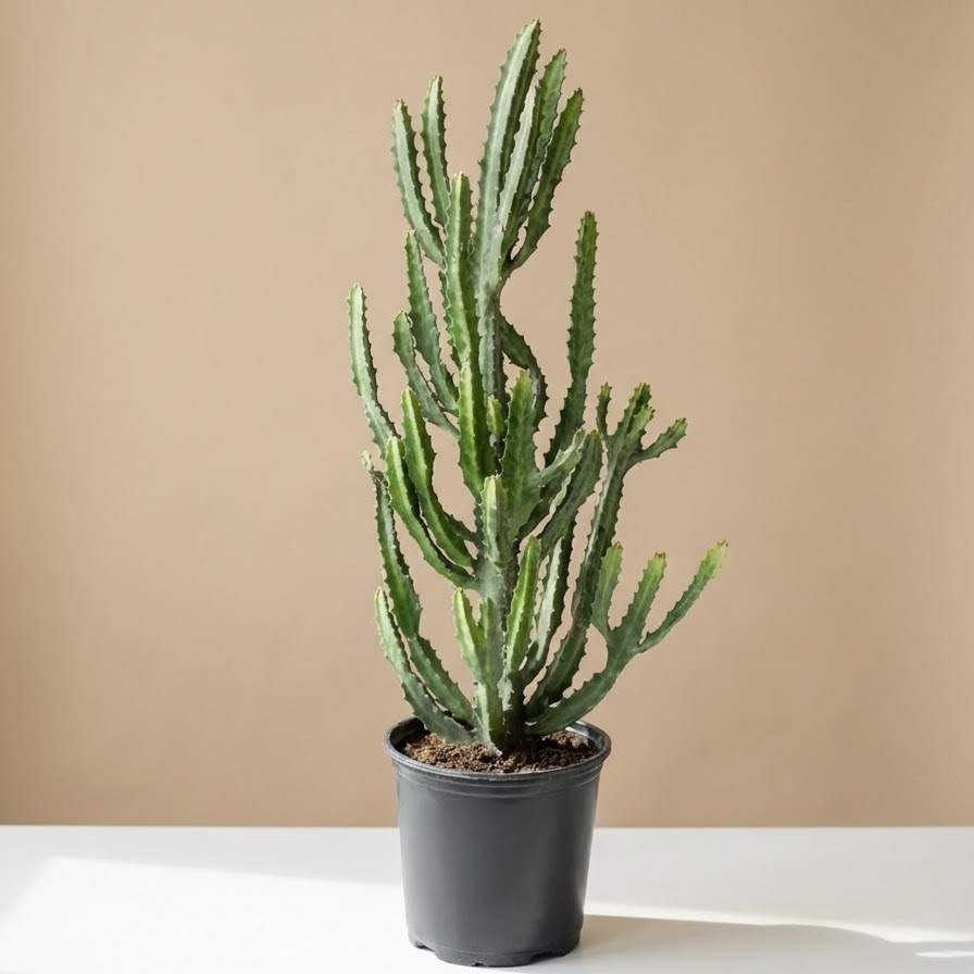Compact Candelabra Cactus: Euphorbia lactea - 10 inch pot - 3-3.5 foot tall