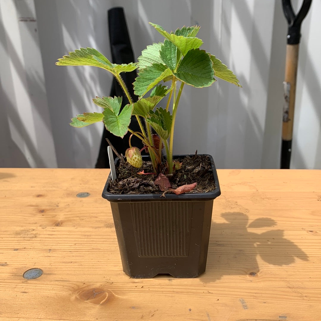 Ozark Beauty Strawberry: Fragaria - 9CM Tall