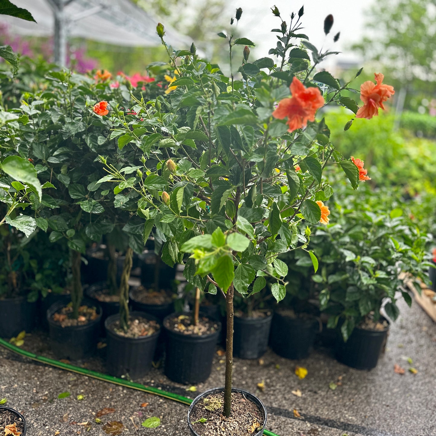 Hibiscus Tree: Hibiscus rosa-sinensis - 10 inch pot - 4 foot tall