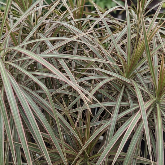 Braided Bicolour Dragon Tree: Dracaena marginata - 6 inch pot
