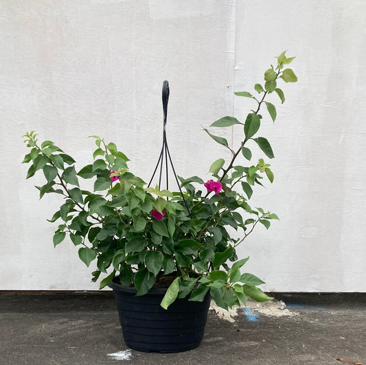 Paperflower: Bougainvillea - 10 inch hanging basket