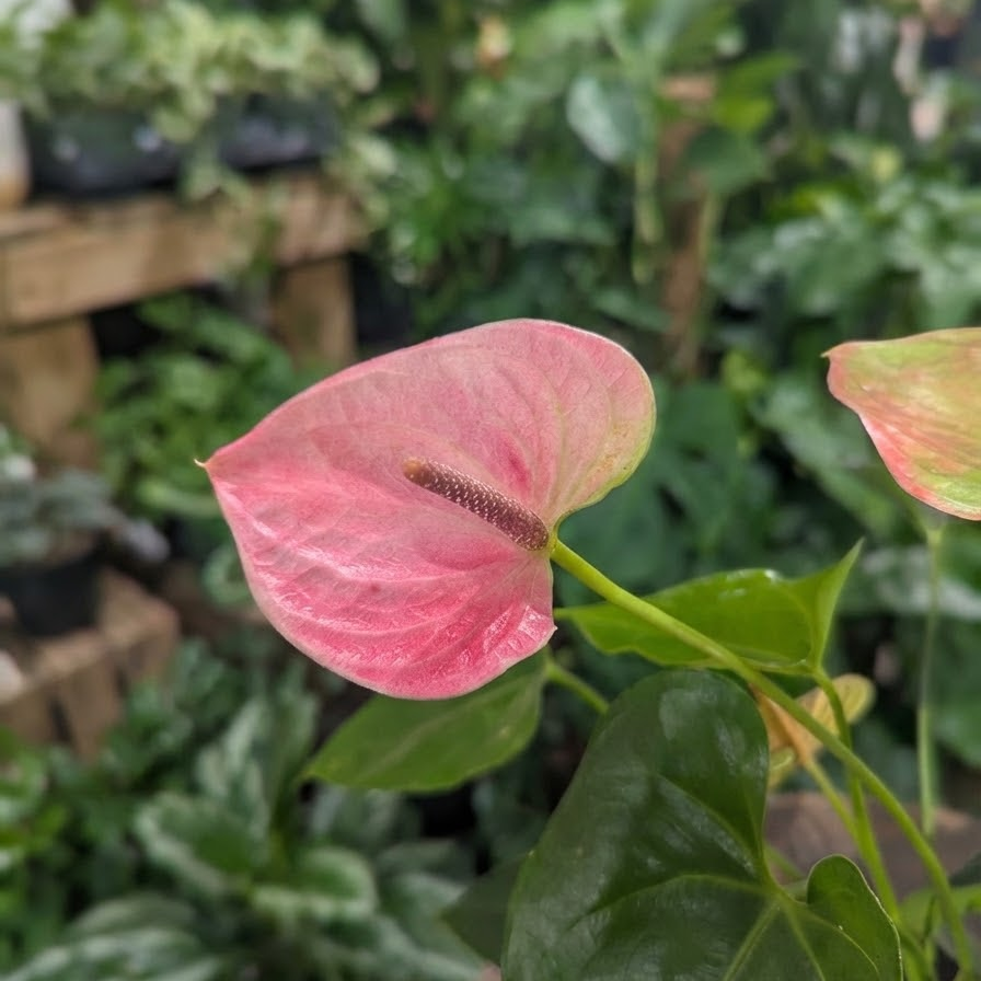 Flamingo Flower: Anthurium andraeanum - 5 inch pot