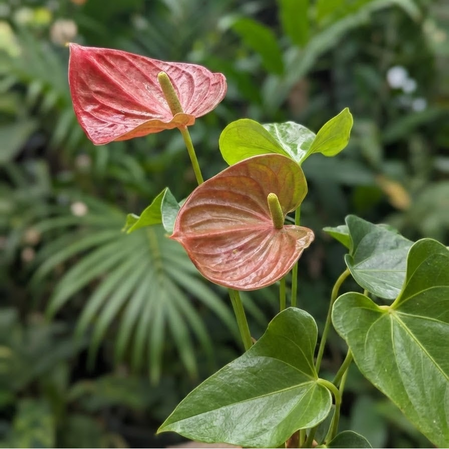 Flamingo Flower: Anthurium andraeanum - 5 inch pot