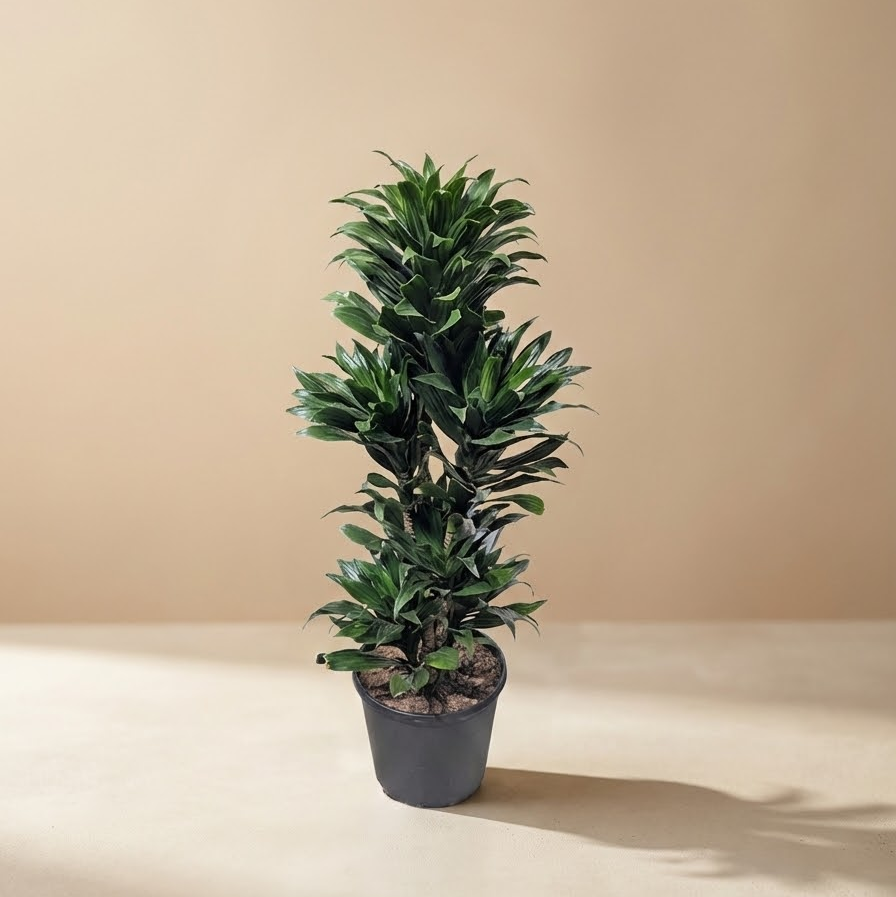 Janet Craig 'Compacta' Column in 10" Pot — indoor plant for sale by Promise Supply for delivery and pickup in Toronto