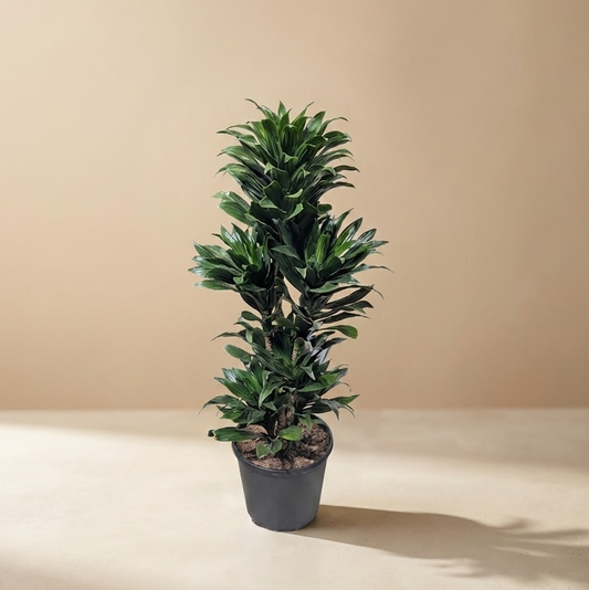 Janet Craig 'Compacta' Column in 10" Pot — indoor plant for sale by Promise Supply for delivery and pickup in Toronto