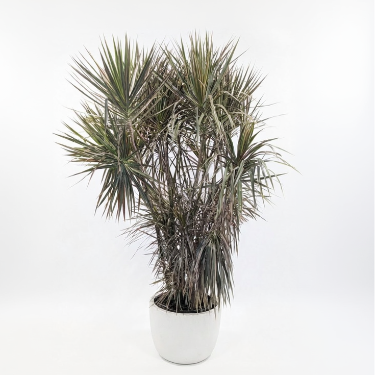 Bicolour Dracaena marginata 17 inch pot — indoor plant for sale by Promise Supply for delivery and pickup in Toronto.