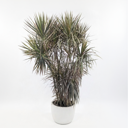 Bicolour Dracaena marginata 17 inch pot — indoor plant for sale by Promise Supply for delivery and pickup in Toronto.