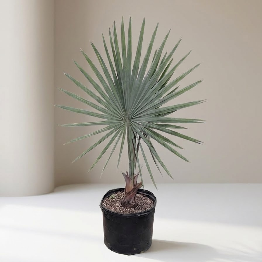 Bismarckia Palm 24" Pot - indoor plant for sale by Promise Supply for delivery and pickup in Toronto.