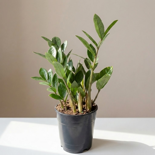 ZZ Plant: Zamioculcas zamiifolia - 5 inch pot