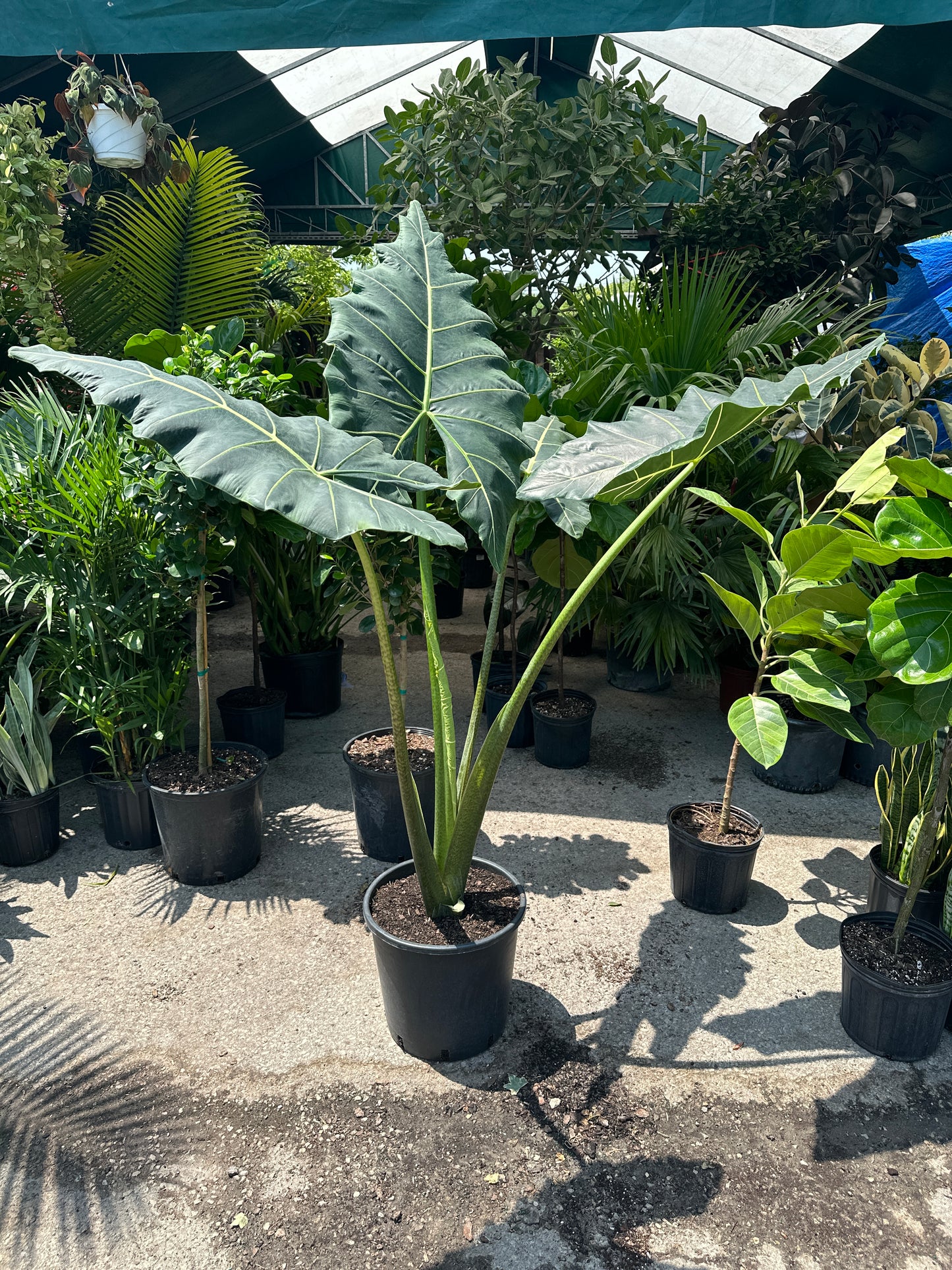 Elephant Ear (Alocasia ssp 'Sarian') in a 14 inch pot. Indoor plant for sale by Promise Supply for delivery and pickup in Toronto
