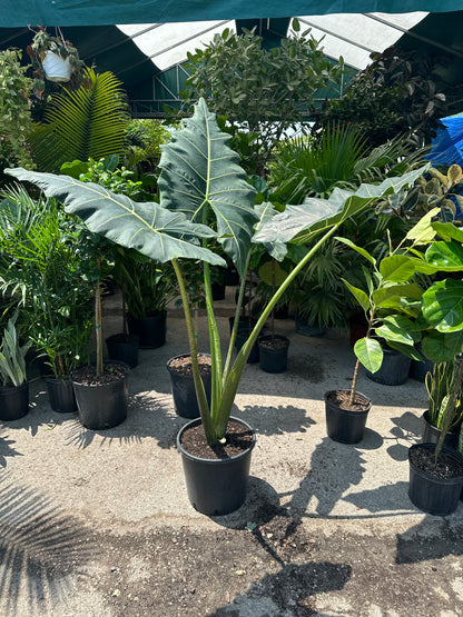 Elephant Ear (Alocasia ssp 'Sarian') in a 14 inch pot. Indoor plant for sale by Promise Supply for delivery and pickup in Toronto