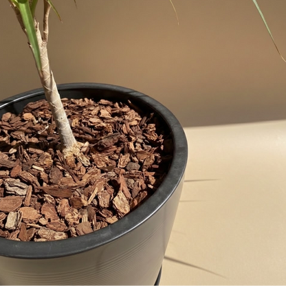 rchid Bark (4 Quarts) — for sale by Promise Supply for delivery and pickup in Toronto.
