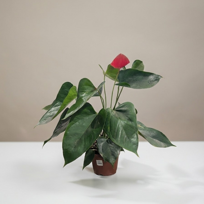Red Anthurium in 5" Pot — indoor plant for sale by Promise Supply for delivery and pickup in Toronto.