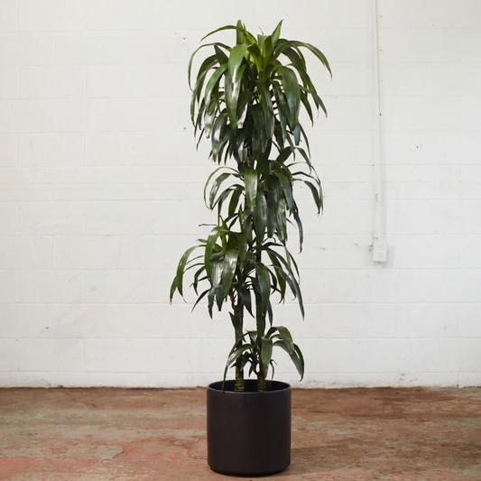 Staggered Elegance Cane: Dracaena fragrans 'Lisa' - 12 inch pot - 5-6 foot tall — indoor plant for sale by Promise Supply for delivery and pickup in Toronto.
