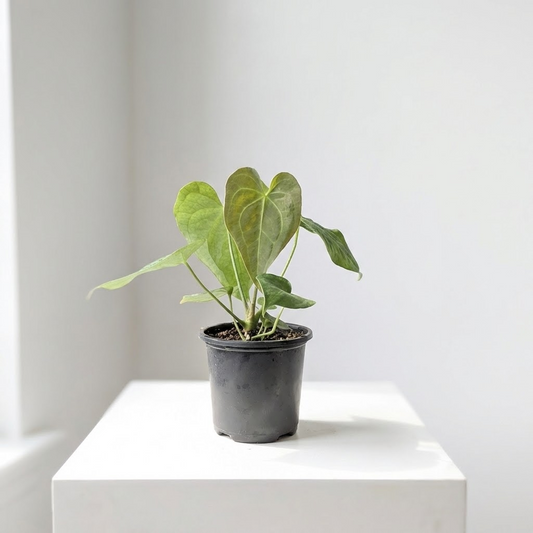 White-Veined Anthurium: Anthurium clarinervium - 4 inch pot — indoor plant for sale by Promise Supply for delivery and pickup in Toronto.