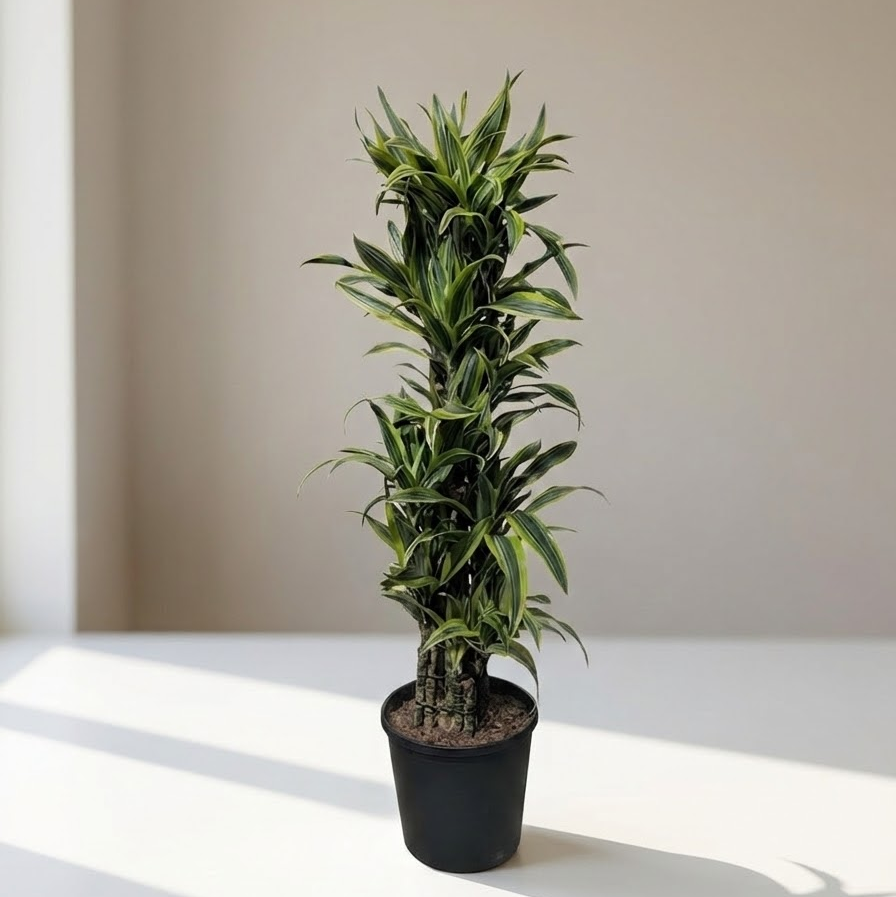 Lemon Lime Dracaena Column in 10" Pot — indoor plant for sale by Promise Supply for delivery and pickup in Toronto