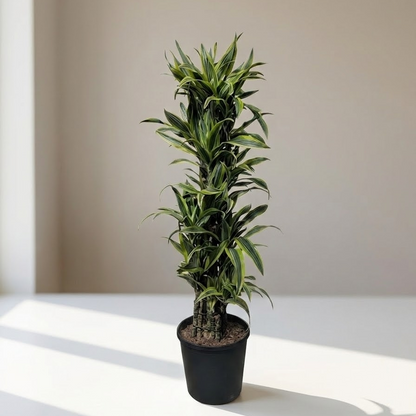 Lemon Lime Dracaena Column in 10" Pot — indoor plant for sale by Promise Supply for delivery and pickup in Toronto