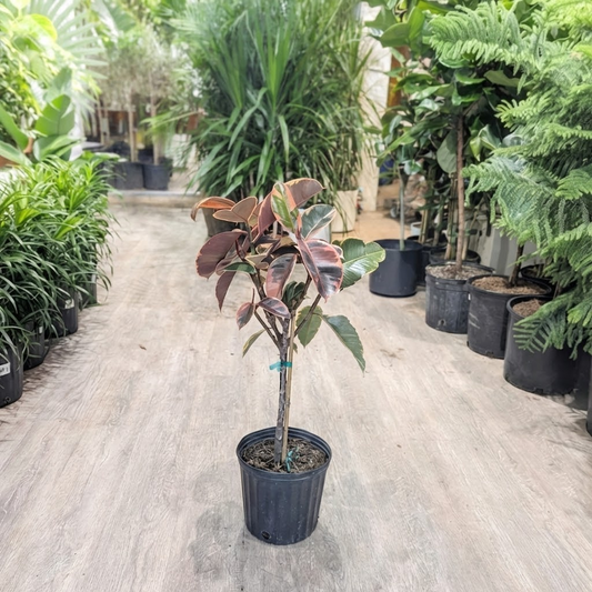 Ruby Rubber Tree: Ficus elastica 10 inch pot - indoor plant for sale by Promise Supply for Delivery or Pickup in Toronto