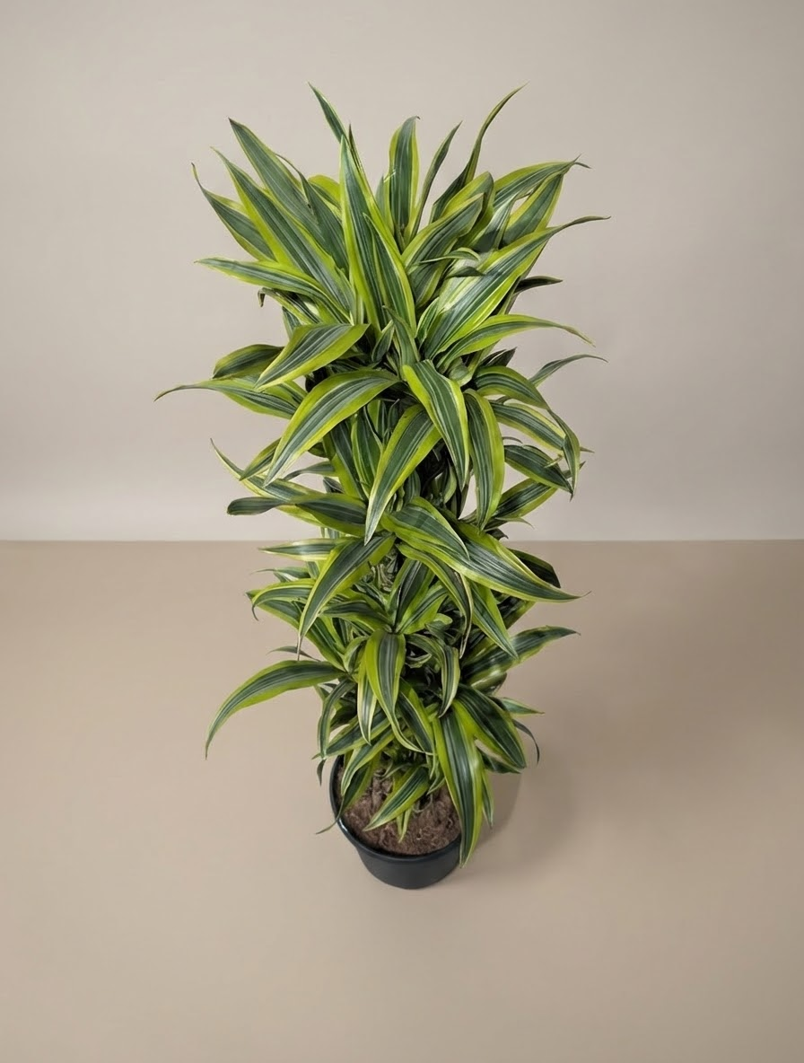 Lemon Lime Dracaena Column in 10" Pot — indoor plant for sale by Promise Supply for delivery and pickup in Toronto