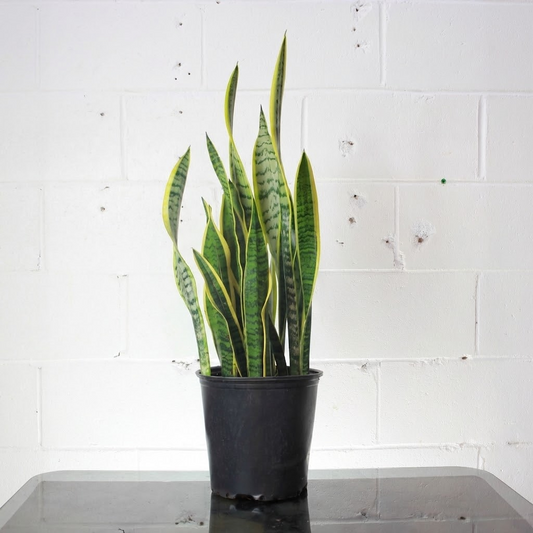 Yellow Snake Plant: Sansevieria trifasciata 'Laurentii' - 8 inch pot — indoor plant for sale by Promise Supply for delivery and pickup in Toronto.