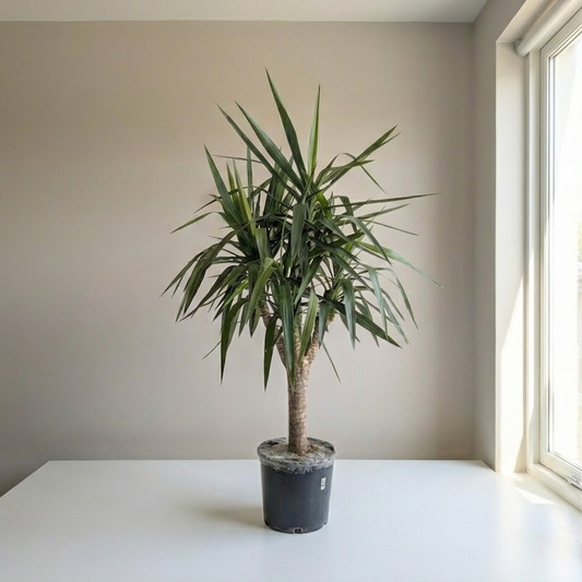 Yucca 'Wishbone' Stump: Yucca gigantea - 12 inch pot - 4-5 foot tall