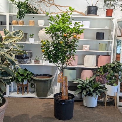 Calamansi/Calamondin Tree: Citrofortunella microcarpa - 16 inch pot - 5-6 foot tall — indoor plant for sale by Promise Supply for delivery and pickup in Toronto.