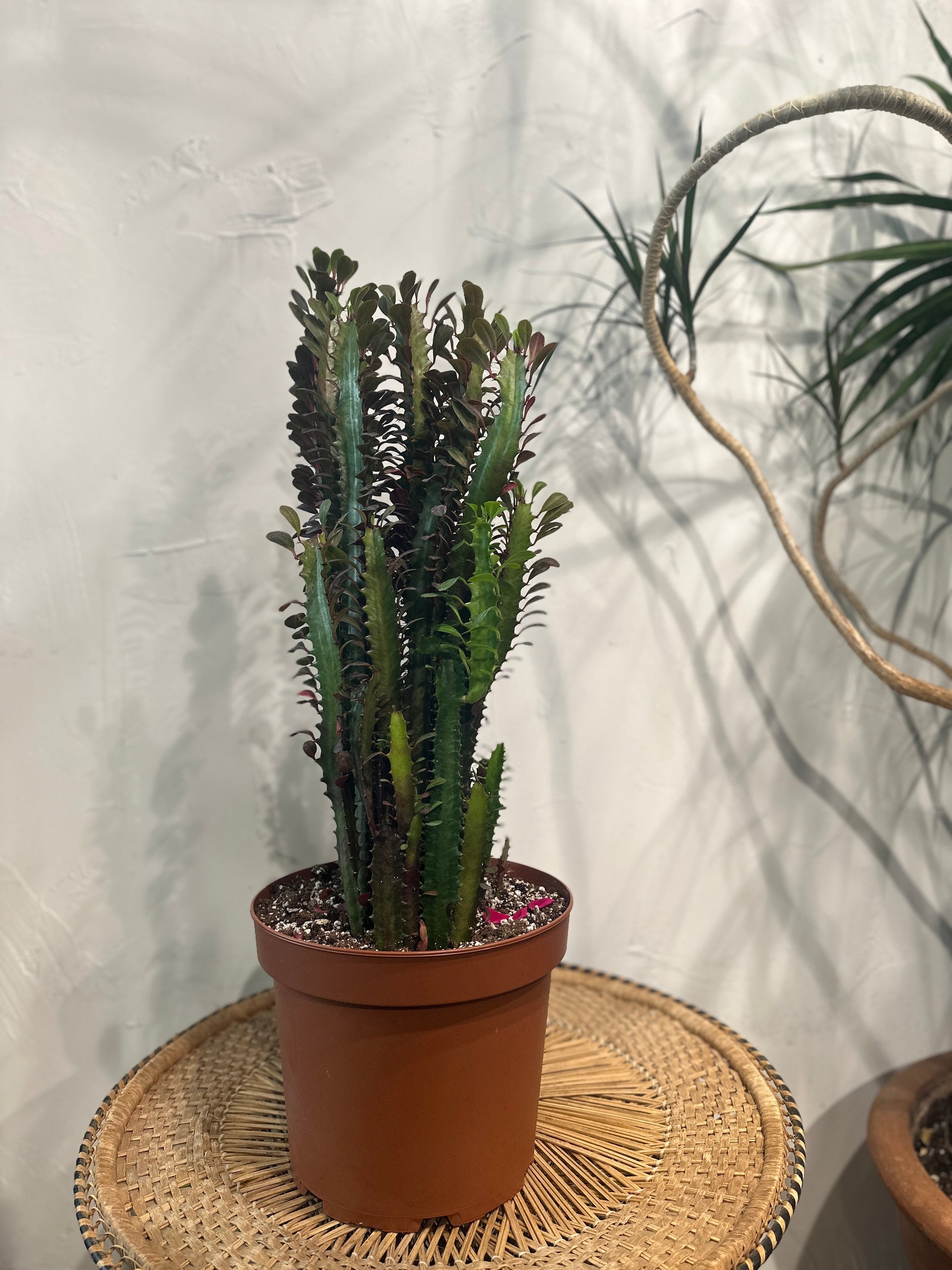 african milk bush indoor plant Red African Milk Tree Cactus: Euphorbia - 8" Pot