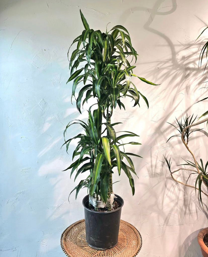 Warneckii Dracaena, Variegated Dracaena (Dracaena fragrans) in a 12 inch pot. Indoor plant for sale by Promise Supply for delivery and pickup in Toronto