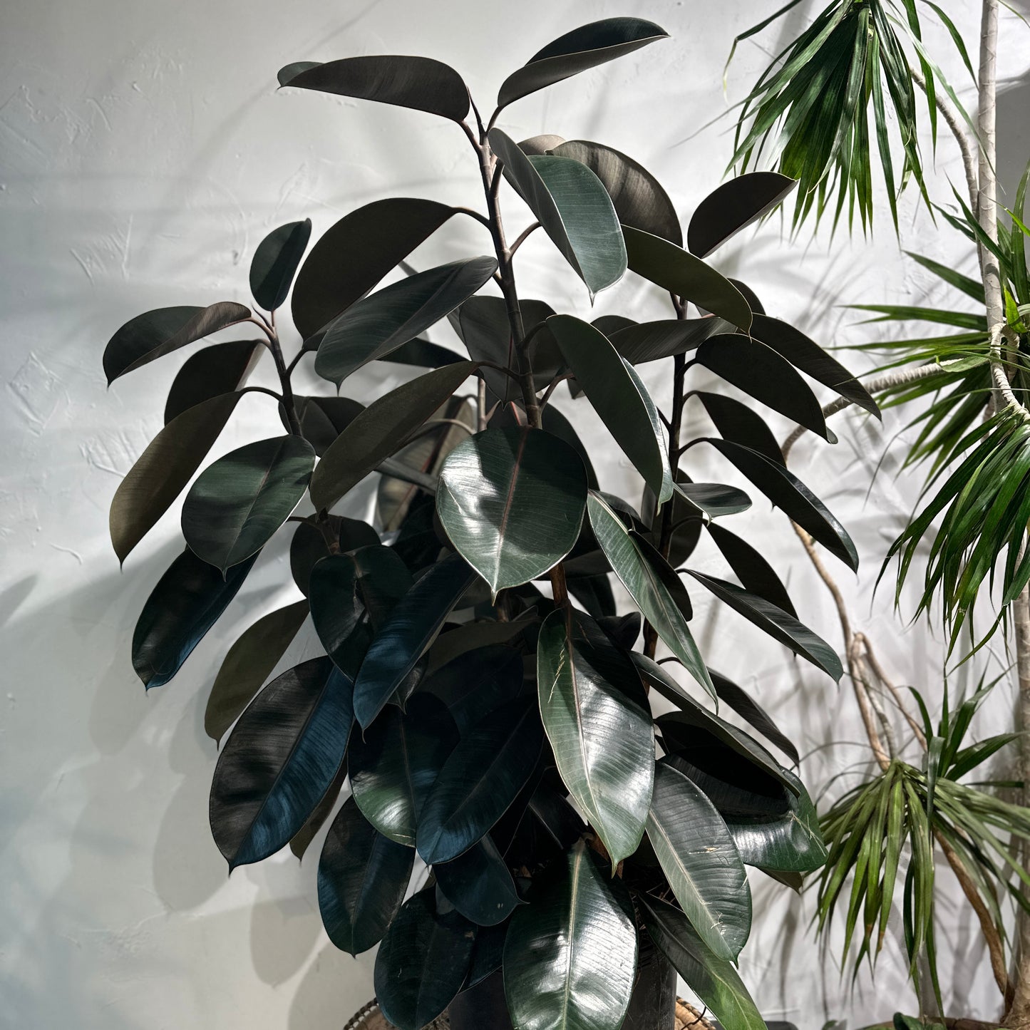 Rubber Plant, Rubber Tree, Rubber Ficus (Ficus elastica) in a 14 inch pot. Indoor plant for sale by Promise Supply for delivery and pickup in Toronto